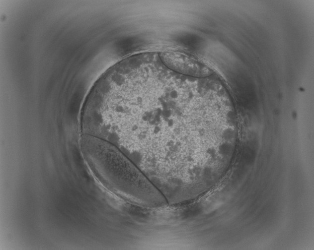 X0000070391087200606231731