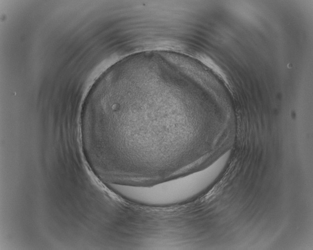 X0000070391088200606231731