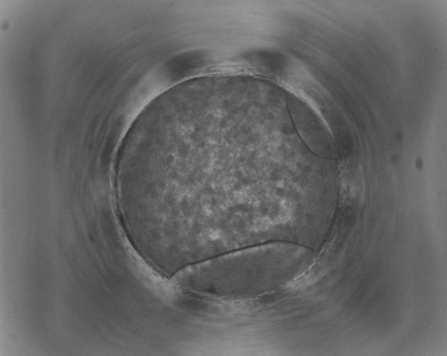 X0000070391091200606231731