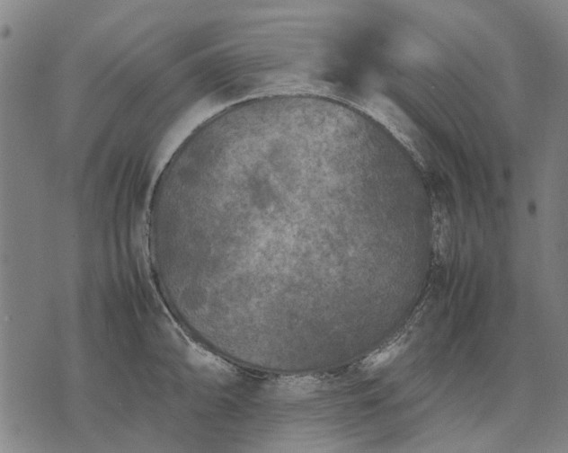 X0000070391094200606231731