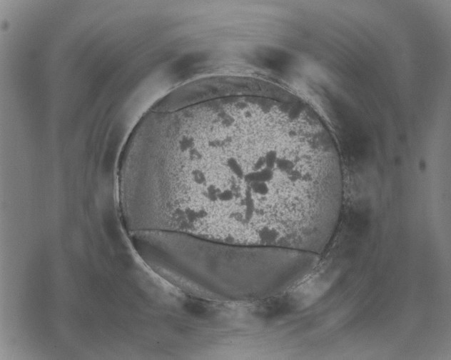 X0000070391095200606231731