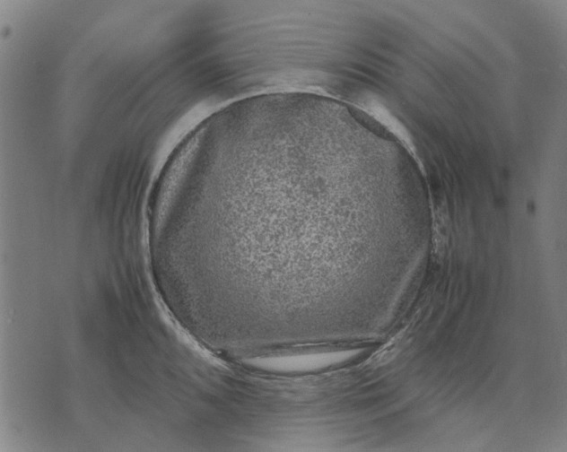 X0000070391096200606231731