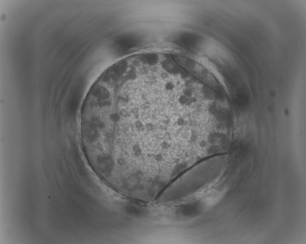 X0000070391099200606231731