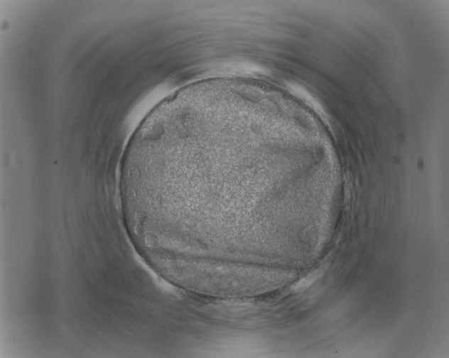 X0000070391103200606231731