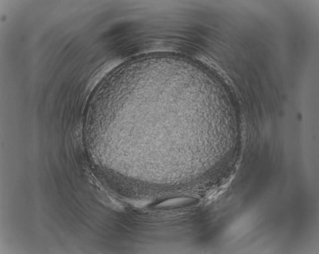 X0000070391121200606231730