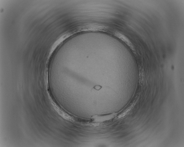 X0000070391130200606231731