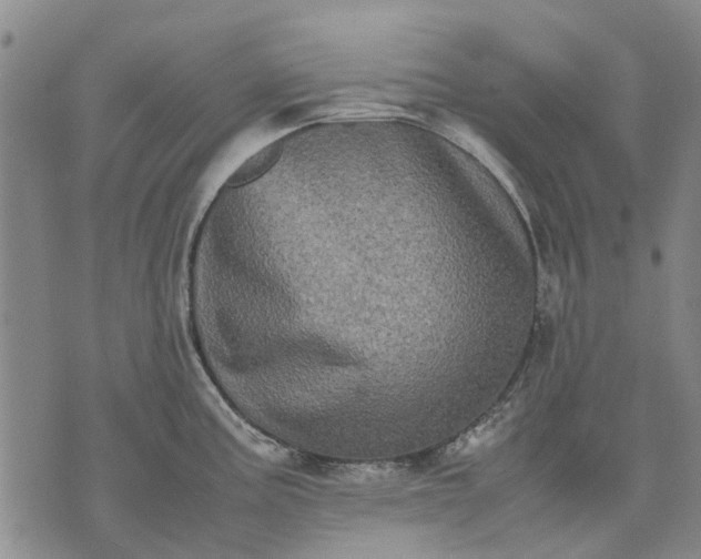 X0000070391195200606231730