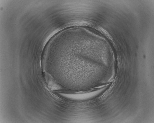 X0000070391226200606231729