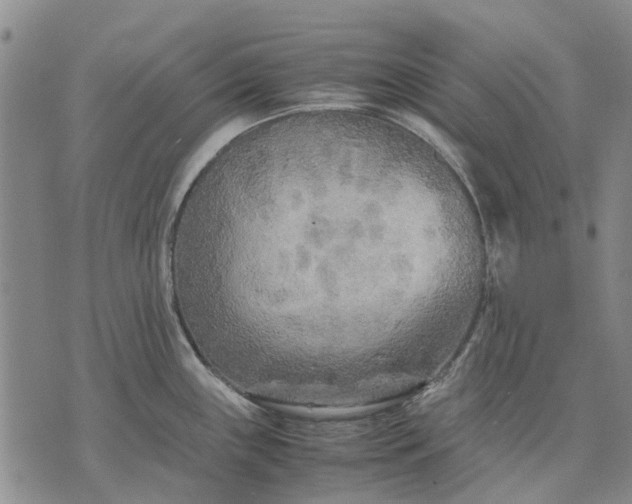 X0000070391243200606231729