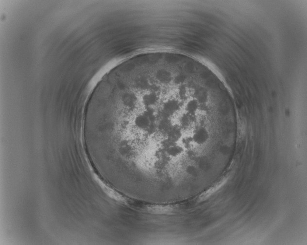 X0000070391245200606231729