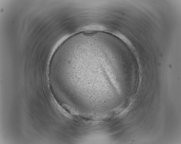 X0000070391248200606231729