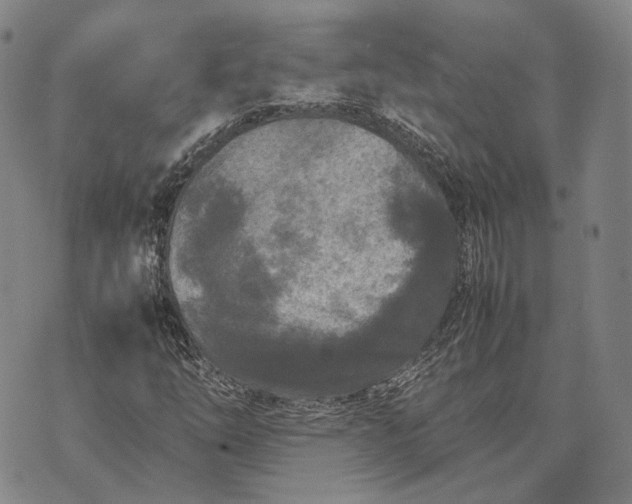 X0000070391254200606231729