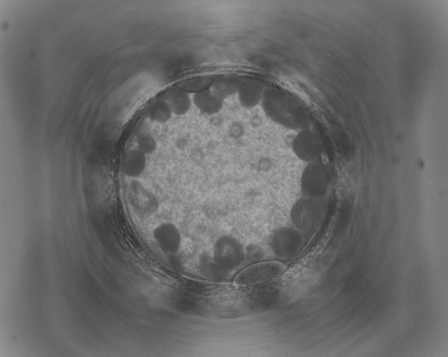 X0000070391259200606231728