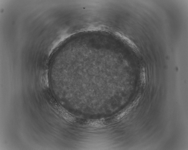 X0000070391262200606231728