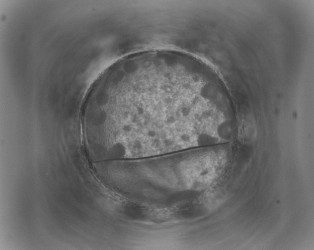 X0000070391271200606231728