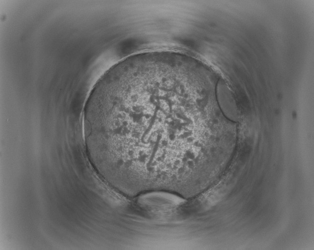 X0000070391275200606231728