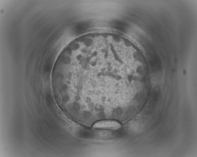 X0000070391283200606231728