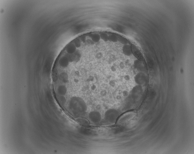 X0000070391287200606231728