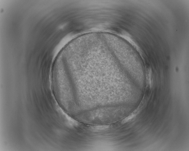 X0000070391294200606231728