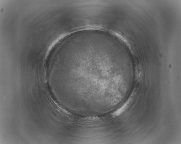 X0000070391310200606231727