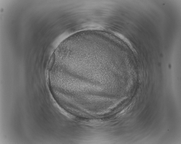 X0000070391383200606231726