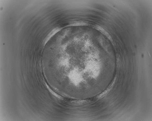 X0000070391425200606231726