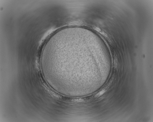 X0000070391454200606231725