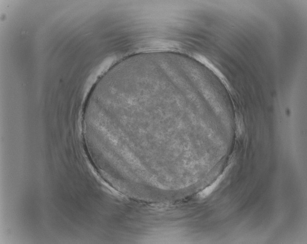 X0000070391477200606231725