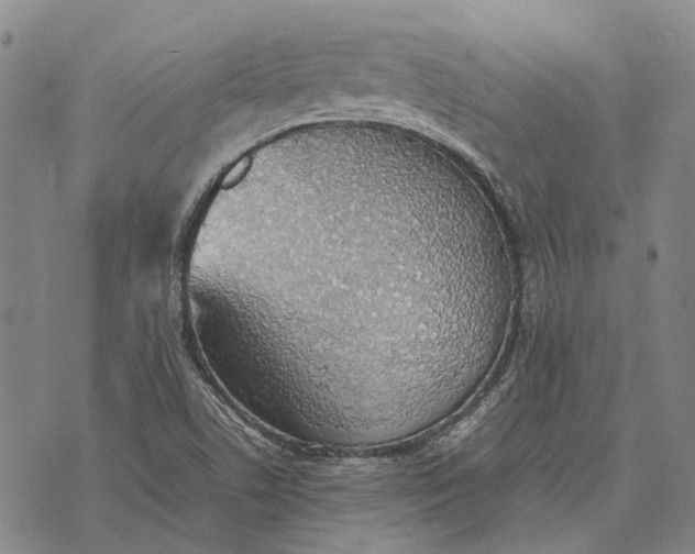 X0000070391506200606231724