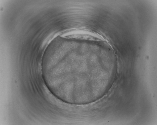 X0000070390002200606301958