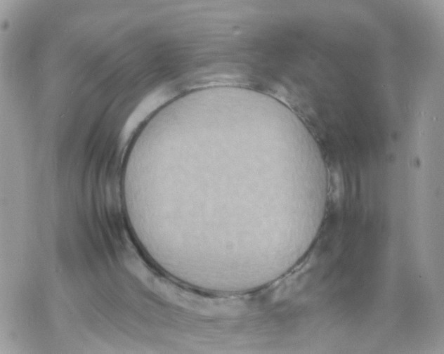 X0000070390004200606301958