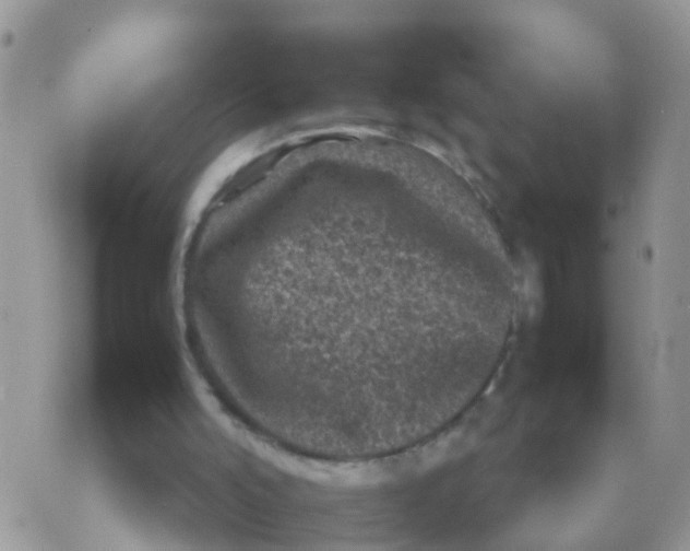 X0000070390006200606301958