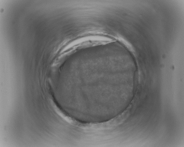 X0000070390009200606301958