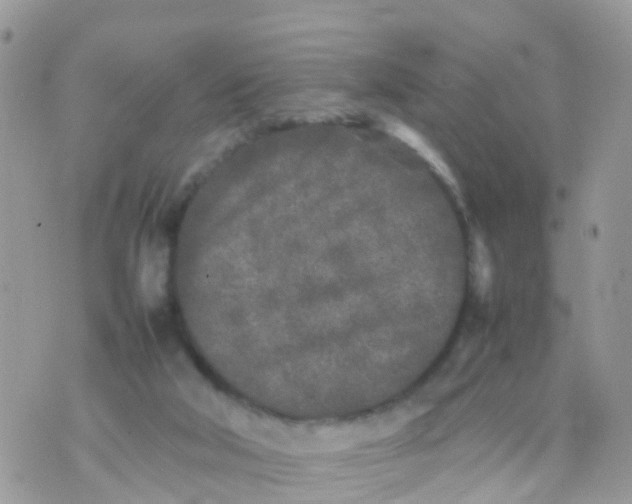 X0000070390018200606301957