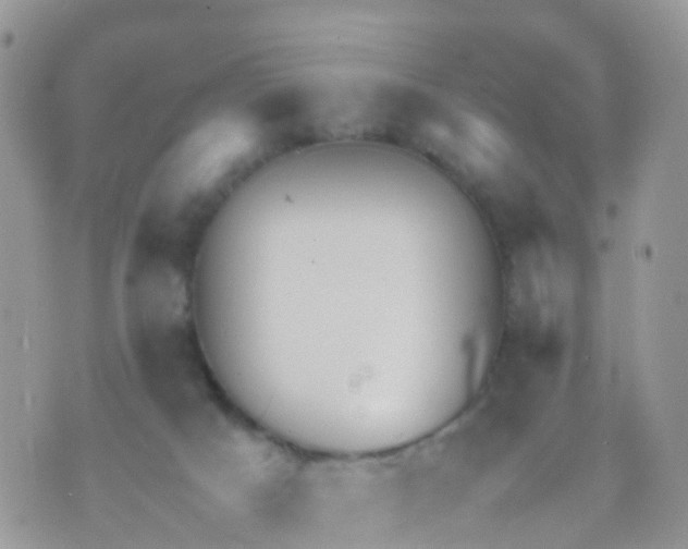 X0000070390025200606301957