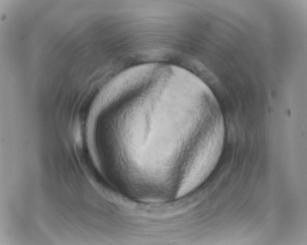 X0000070390026200606301957