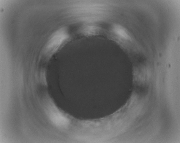 X0000070390029200606301957