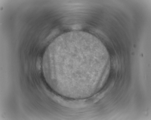 X0000070390032200606301957