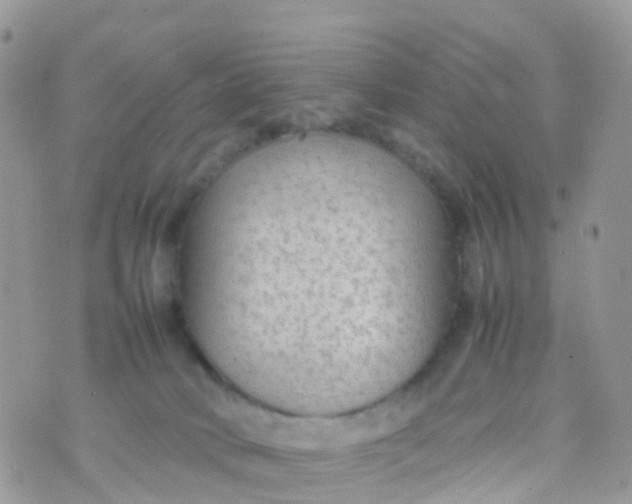 X0000070390034200606301957