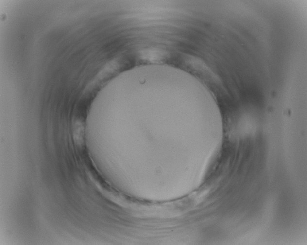 X0000070390036200606301957