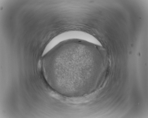 X0000070390041200606301957