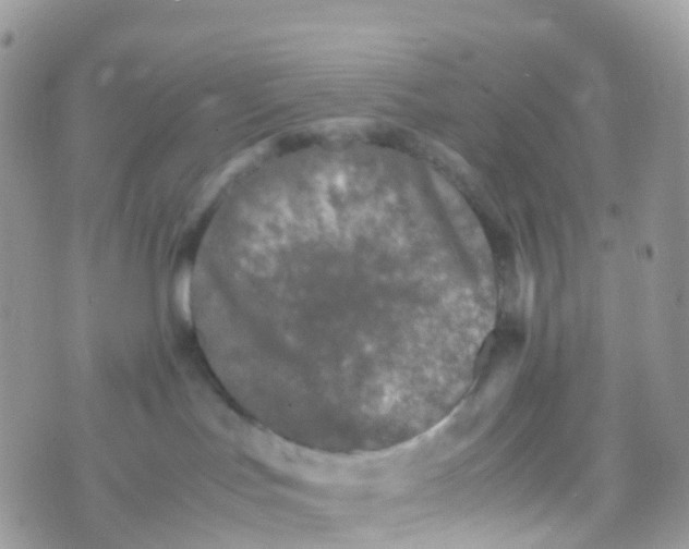 X0000070390047200606301957