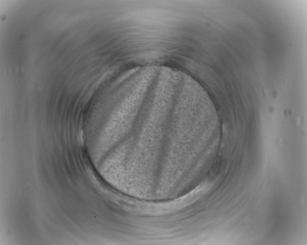 X0000070390048200606301957