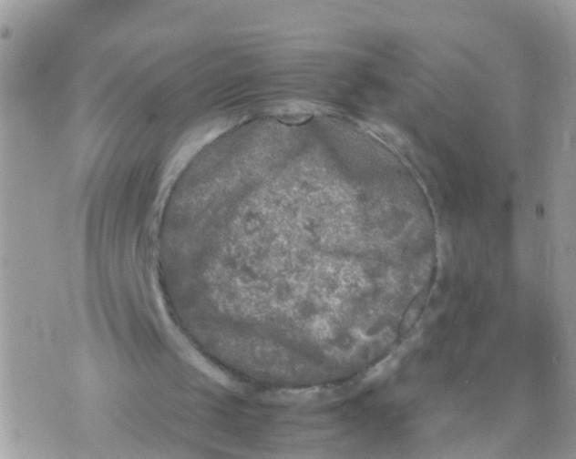 X0000070390049200606301956