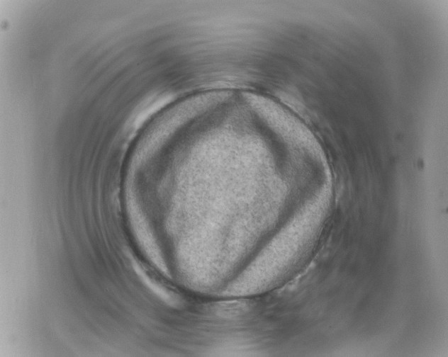 X0000070390050200606301956