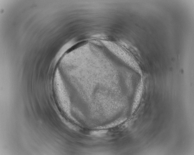 X0000070390051200606301956