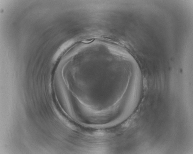 X0000070390054200606301956