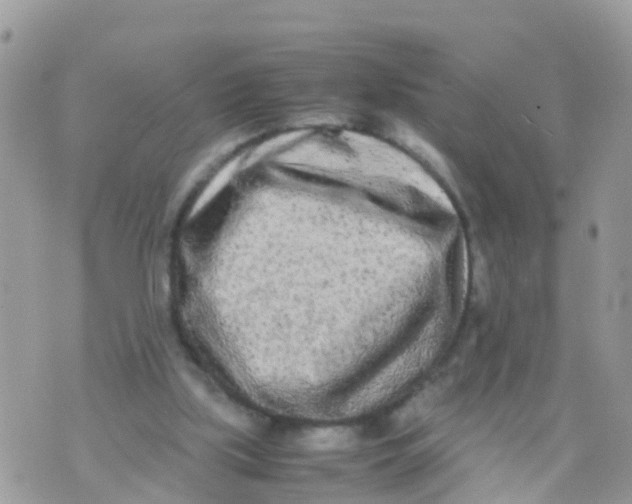 X0000070390059200606301956