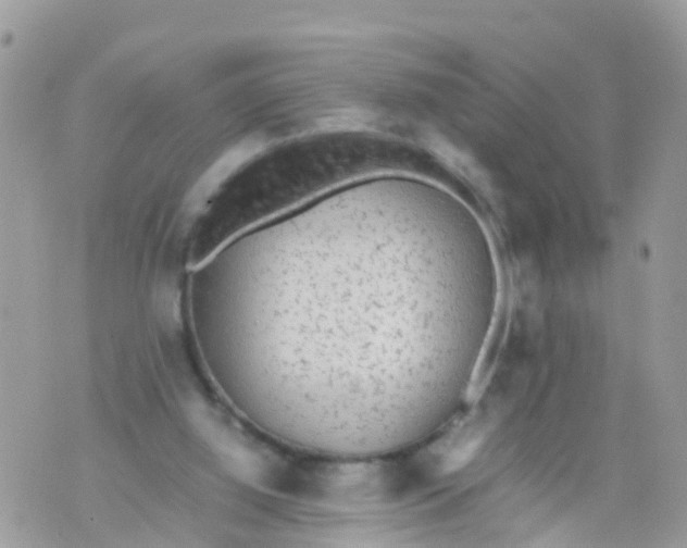 X0000070390060200606301956