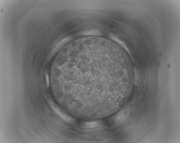 X0000070390061200606301956